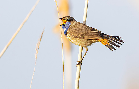 Blauwborst  ♂,  Bluethroat, Waverhoek 2025