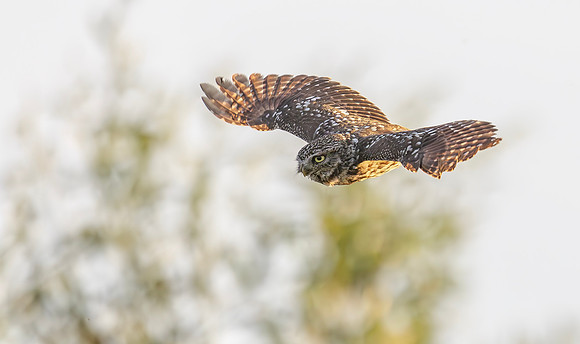 9249 Steenuil, Little Owl, groene hart 2024, 0S1A7984 III