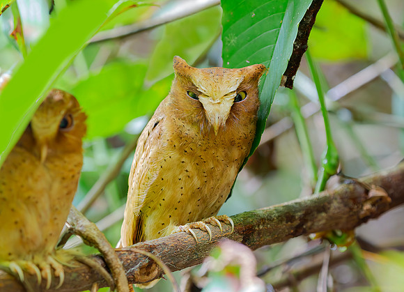 Serendib Scops Owl  ♂, ♀, Sinharaja, Sri Lanka 2019
