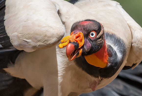 King Vulture, Costa Rica 2022