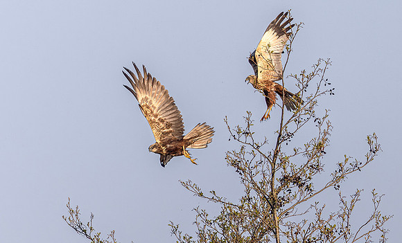 Bruine kiekendief ♀, ♂, balts, Marsh harrier, courtship, Rietlanden Kockengen 2023