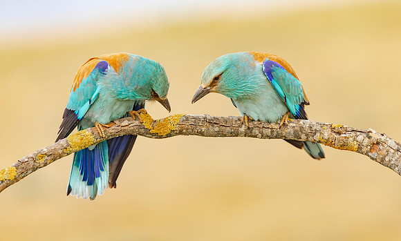 Scharrelaar ♀, ♂, European Roller, Campo Lugar, España 2019,