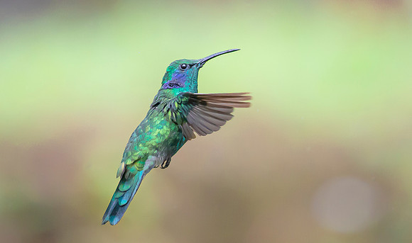 Green Violetear, Costa Rica 2022