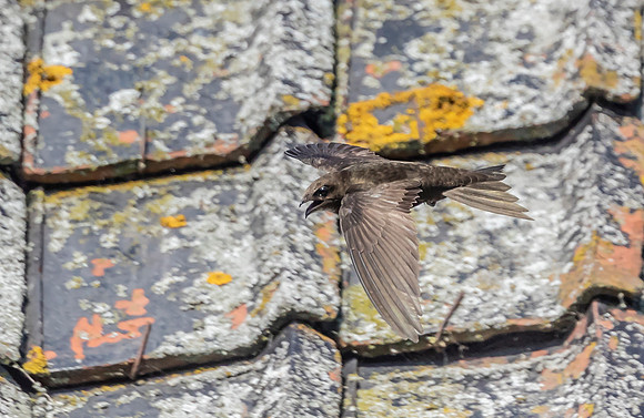 Gierzwaluw, Common Swift, Heeg 30-06-2022, 16A3778 II