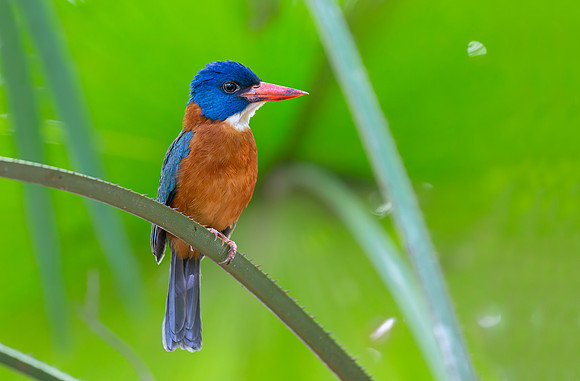 Blue-headed Kingfisher ♂, Sulawesi, Indonesia 2018