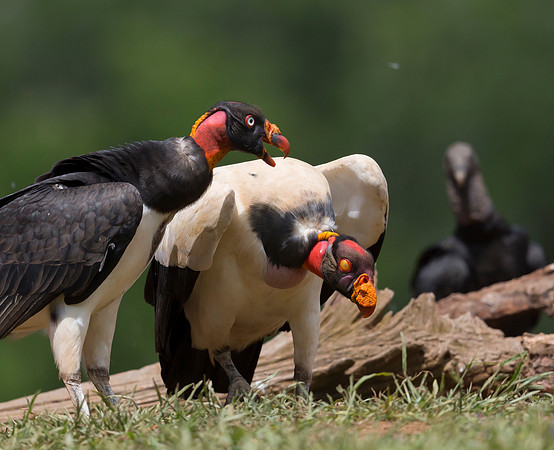 King Vulture, Costa Rica 2022