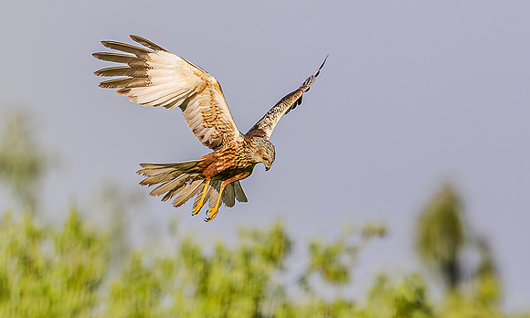 9019a Bruine Kiekendief, Marsh Harrier, Kockengen 21-05-2024, 0S1A5542 def rec X IV